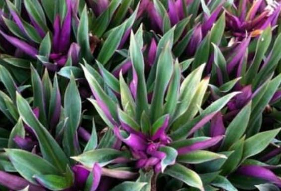 萬年青施肥方法