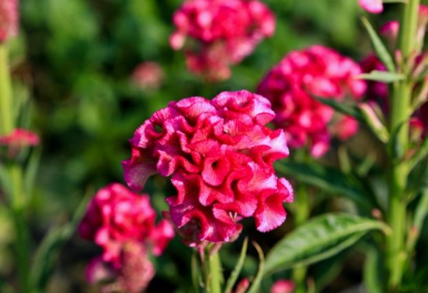 雞冠花種植方法 雞冠花種植方法
