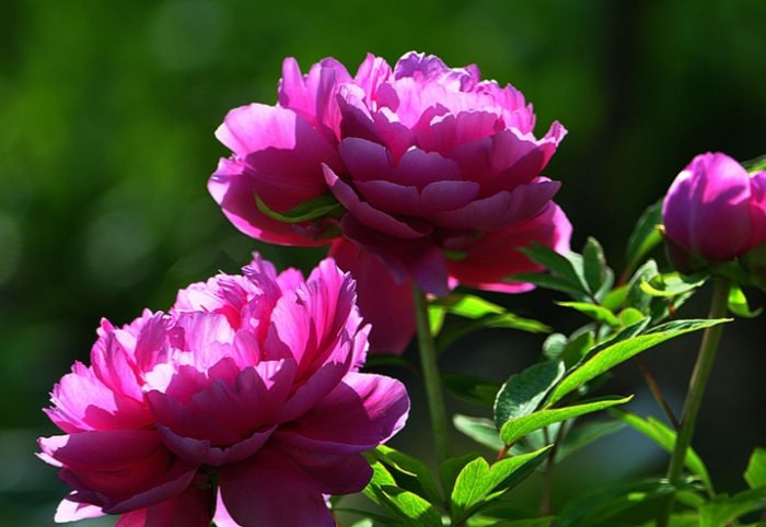 多肉植物澆水技巧 多肉植物澆水技巧