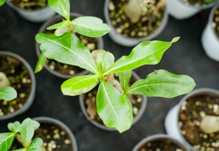 沙漠玫瑰全顆粒種植 沙漠玫瑰全顆粒種植