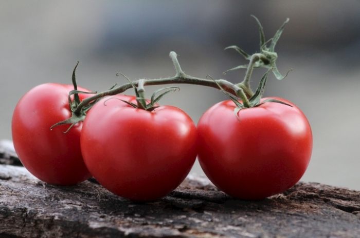 西红柿籽發芽 西红柿籽發芽