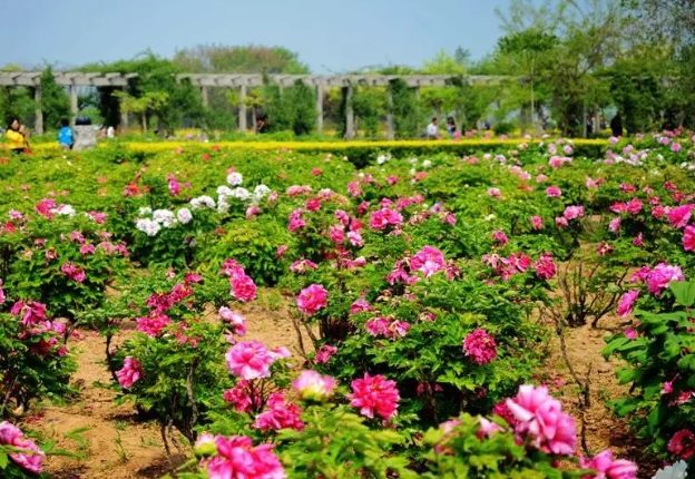 松葉牡丹種植技巧 松葉牡丹種植技巧