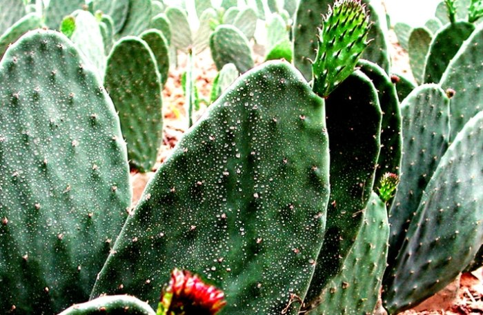 多肉植物照顧 多肉植物照顧