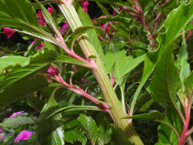 雞冠花養護方法 雞冠花養護方法