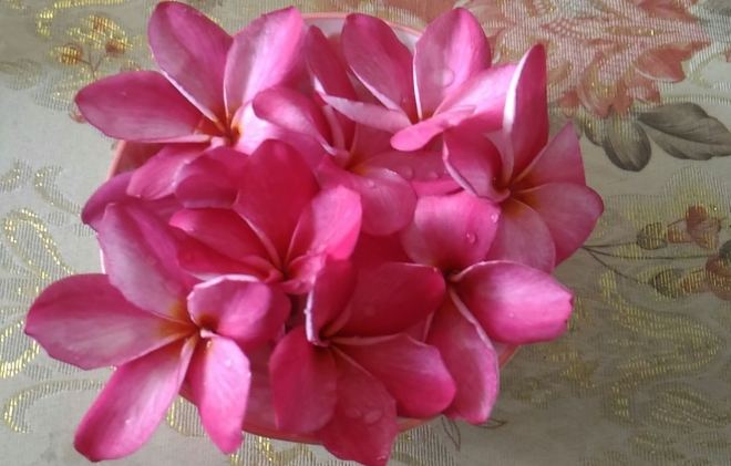 雞蛋花養護 雞蛋花養護