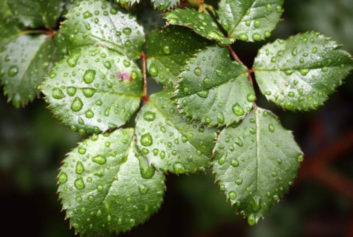 玫瑰葉子變黃原因 玫瑰葉子變黃原因