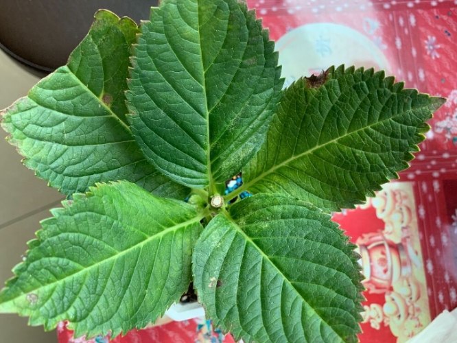 葉子尖端變黑原因