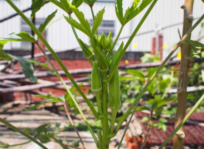 秋葵怎麼種