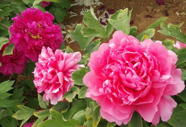 松葉牡丹養護 松葉牡丹養護