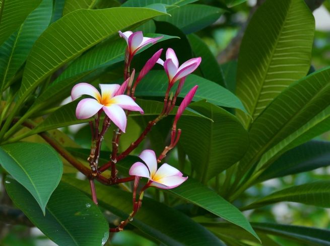 雞蛋花養護 雞蛋花養護