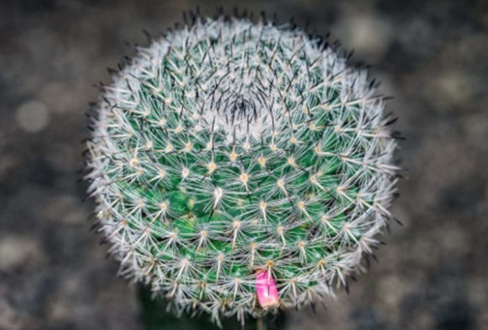 仙人球澆水技巧 仙人球澆水技巧