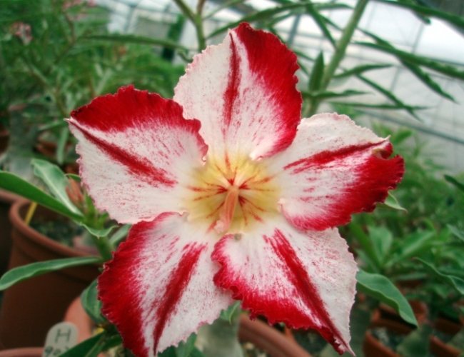 多肉植物莖幹增粗 多肉植物莖幹增粗