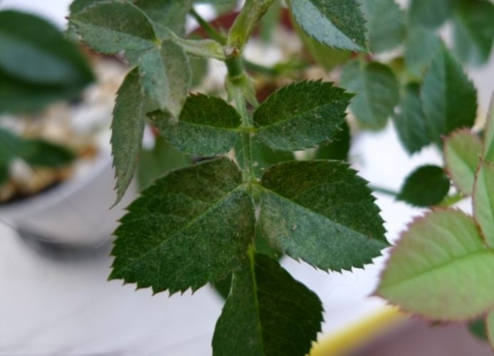 玫瑰葉子變黃預防 玫瑰葉子變黃預防