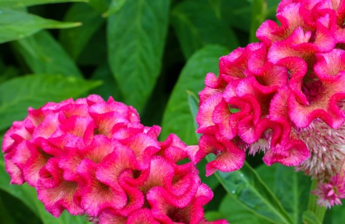 雞冠花葉子用途 雞冠花葉子用途
