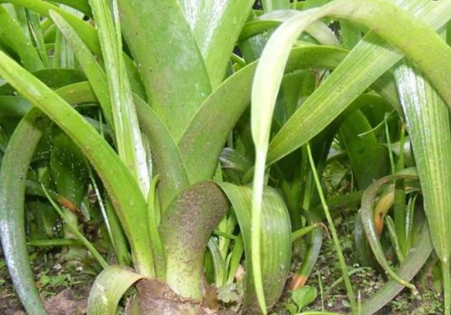 月光萬年青照顧 月光萬年青照顧