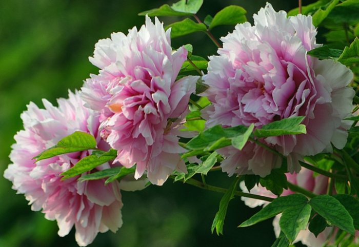 牡丹栽培技巧 牡丹栽培技巧