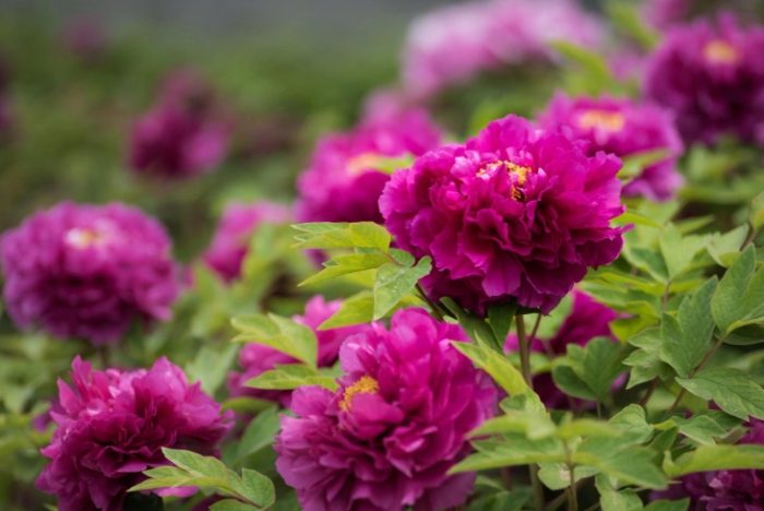 牡丹養護指南 牡丹養護指南