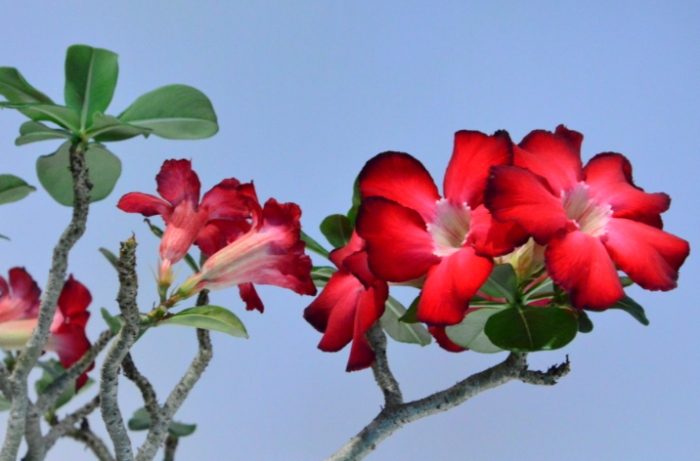 多肉植物莖幹增粗 多肉植物莖幹增粗