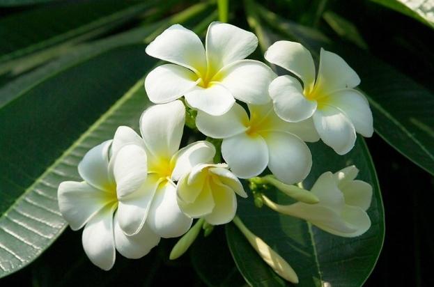 雞蛋花徒長原因 雞蛋花徒長原因