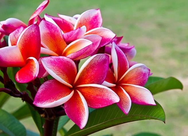 天然肥皂水製作