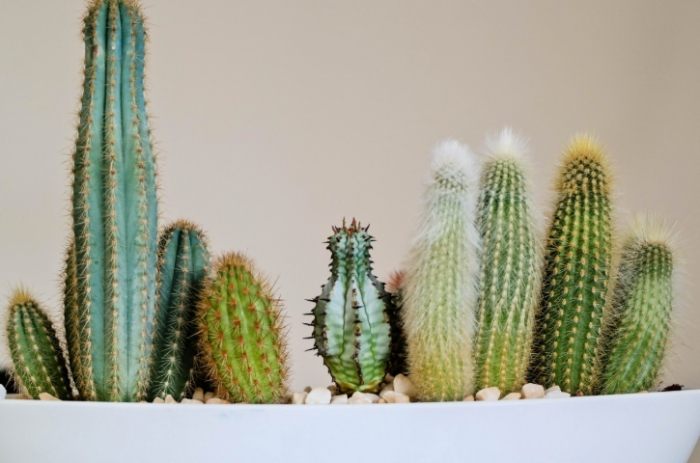 仙人掌澆水頻率 仙人掌澆水頻率