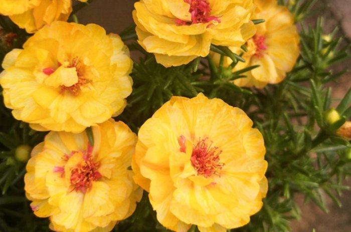 複瓣太陽花養護 複瓣太陽花養護