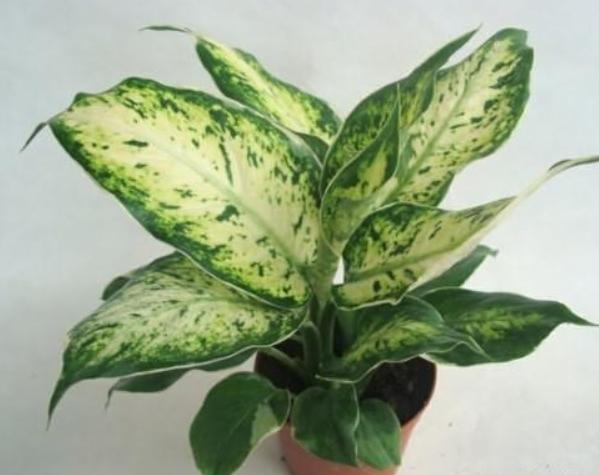 萬年青換盆時機