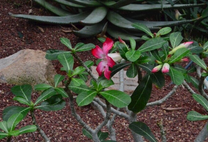 沙漠玫瑰冬季養護 沙漠玫瑰冬季養護