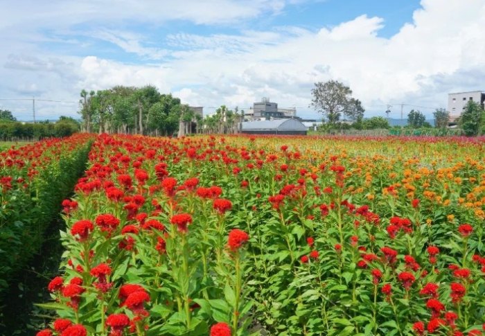 雞冠花種植方法 雞冠花種植方法