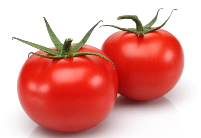 番茄苗生長停滯 番茄苗生長停滯