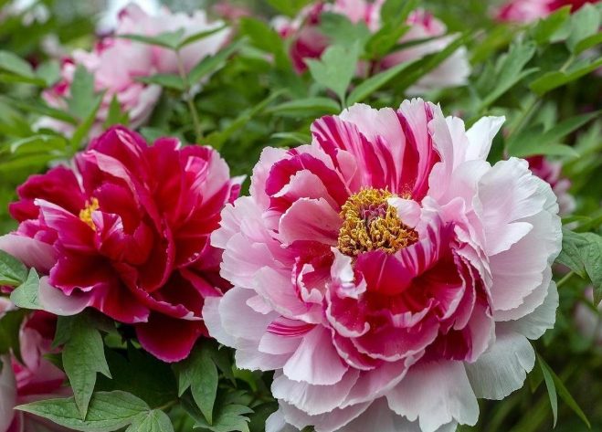 松葉牡丹栽培 松葉牡丹栽培