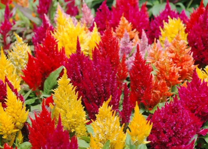 雞冠花救活方法 雞冠花救活方法