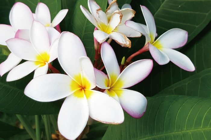 雞蛋花葉子捲曲原因