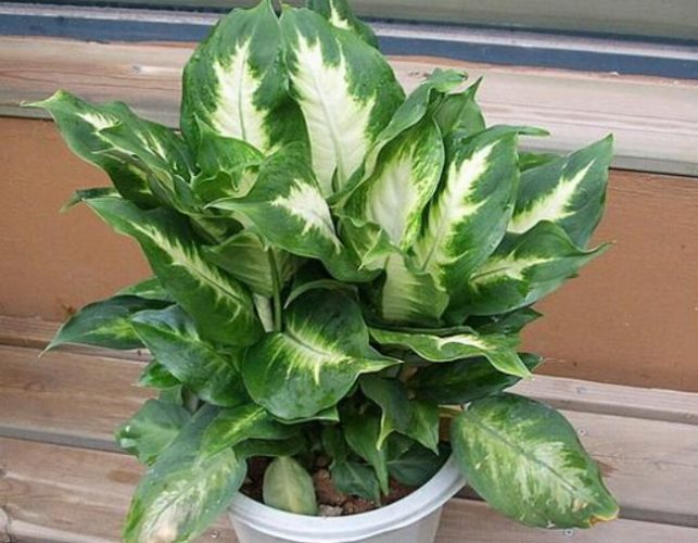 萬年青換盆方法