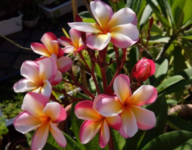 雞蛋花養護 雞蛋花養護