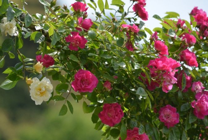 玫瑰葉子變黃預防 玫瑰葉子變黃預防