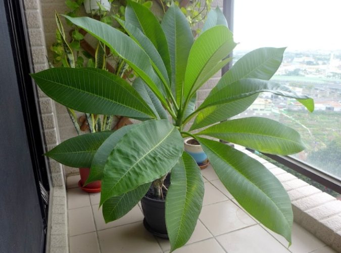 雞蛋花樹幹軟化處理 雞蛋花樹幹軟化處理