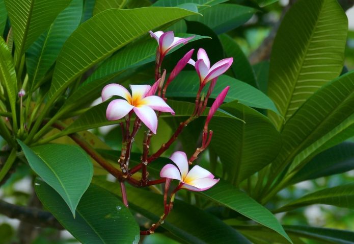 雞蛋花病害 雞蛋花病害