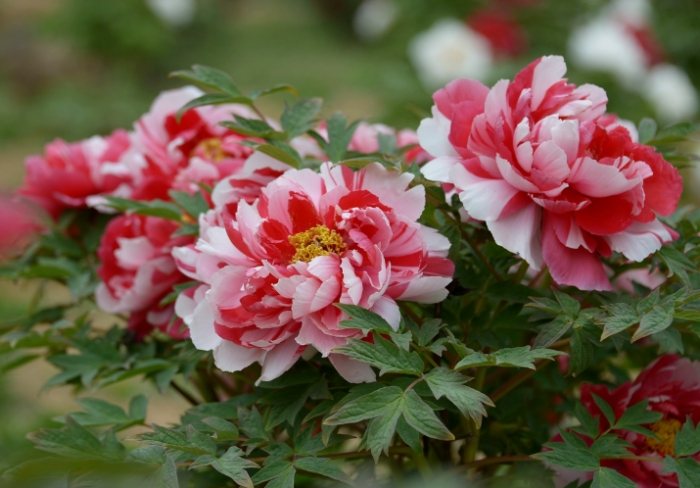 松葉牡丹品種 松葉牡丹品種