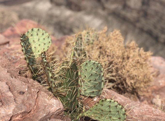 仙人掌病害防治