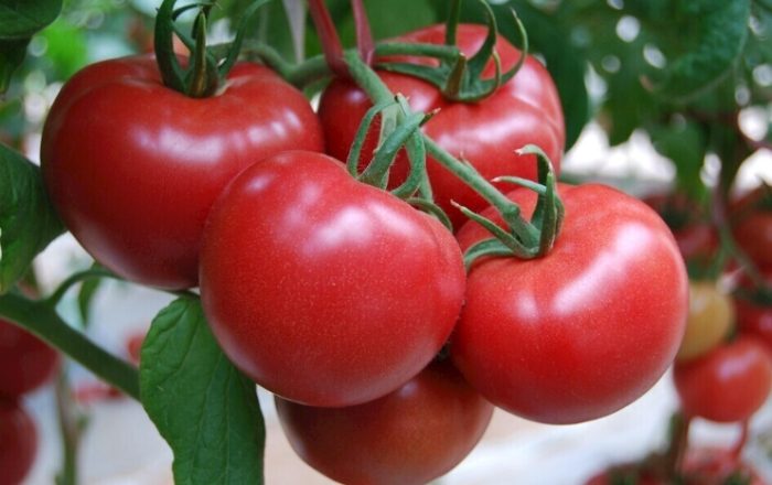 番茄照顧技巧 番茄照顧技巧