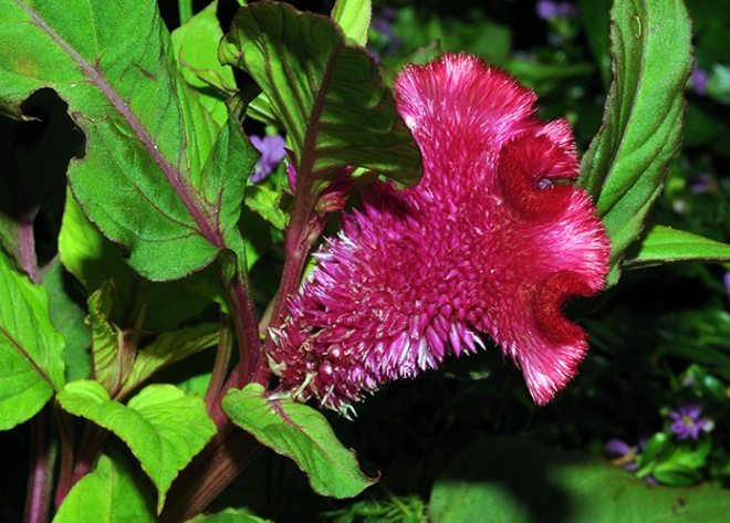 雞冠花養護方法 雞冠花養護方法