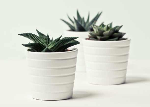 塊根植物換盆 塊根植物換盆