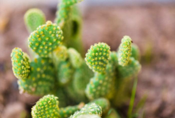 仙人掌養護 仙人掌養護