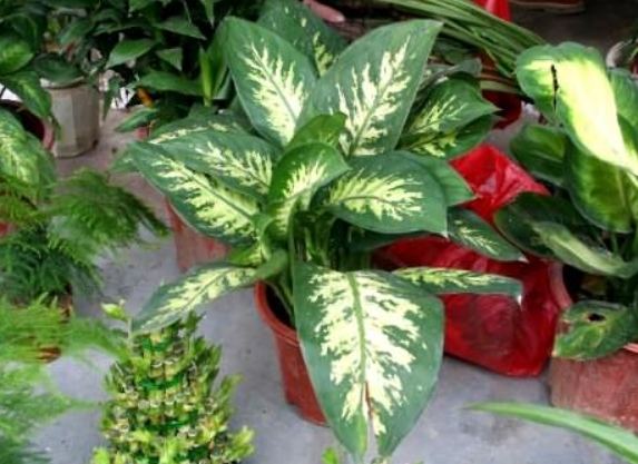 萬年青種植方法