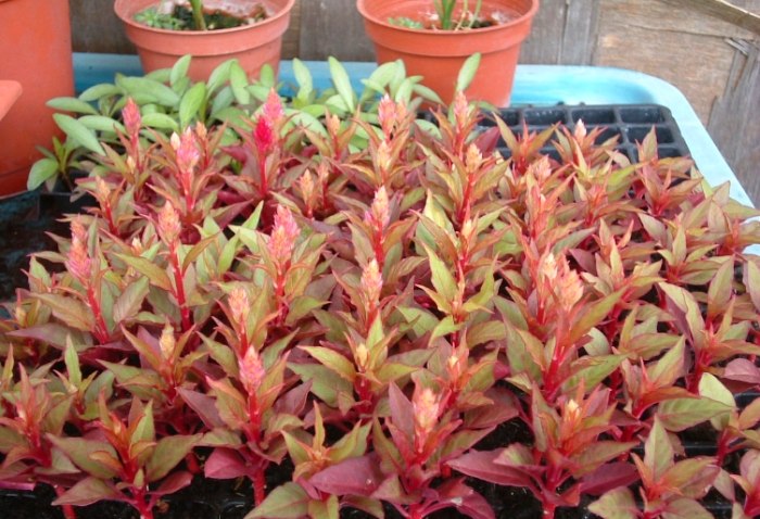 雞冠花葉子用途 雞冠花葉子用途