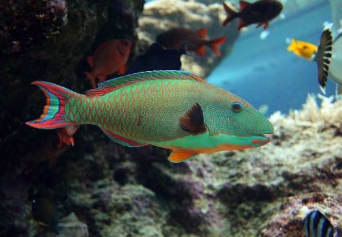 綠色觀賞魚品種