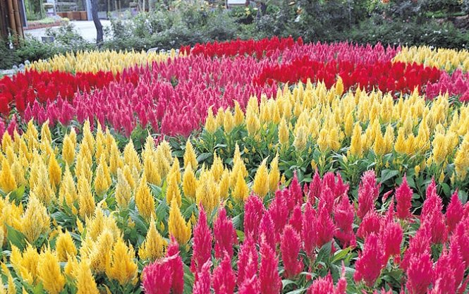 雞冠花葉子問題 雞冠花葉子問題