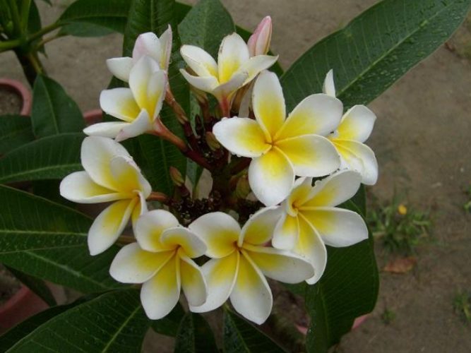 雞蛋花葉子捲曲治療