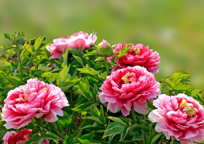 觀葉植物澆水 觀葉植物澆水